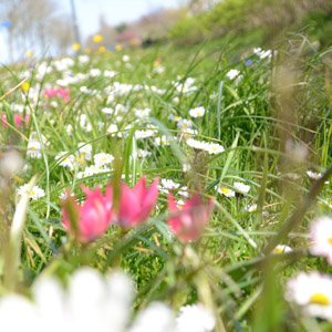 Dorpsbelang van Peins