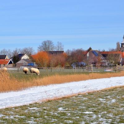 Mini Aanblikpeins Schapen